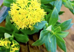 Rhodiola Mitolyn's Ingredients