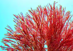 Astaxanthin Mitolyn's Ingredients